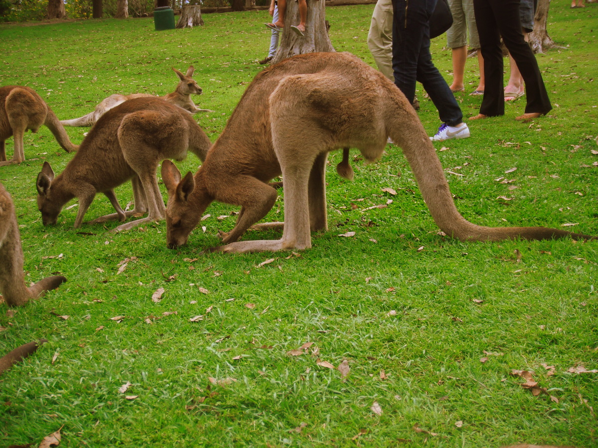 kangaroo-sanctuary-042.jpg
